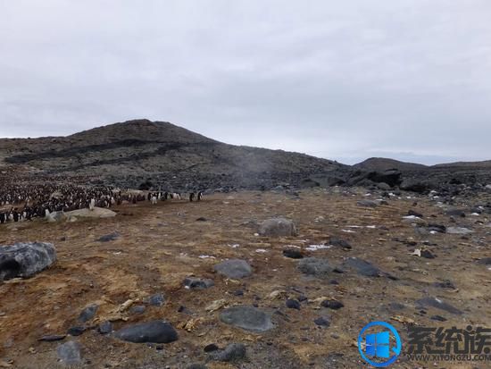 科学家在南极洲发现成千上万具企鹅干尸，或与极端气候有关